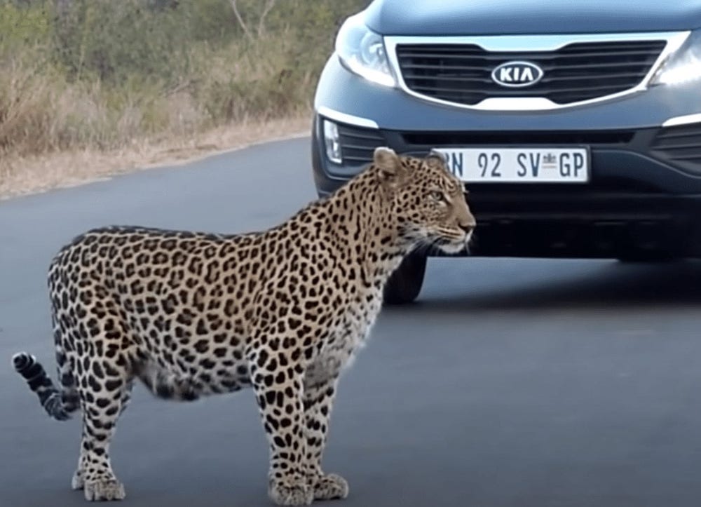Leopard Stops Traffic To Teach Her Cubs How To Cross The Road