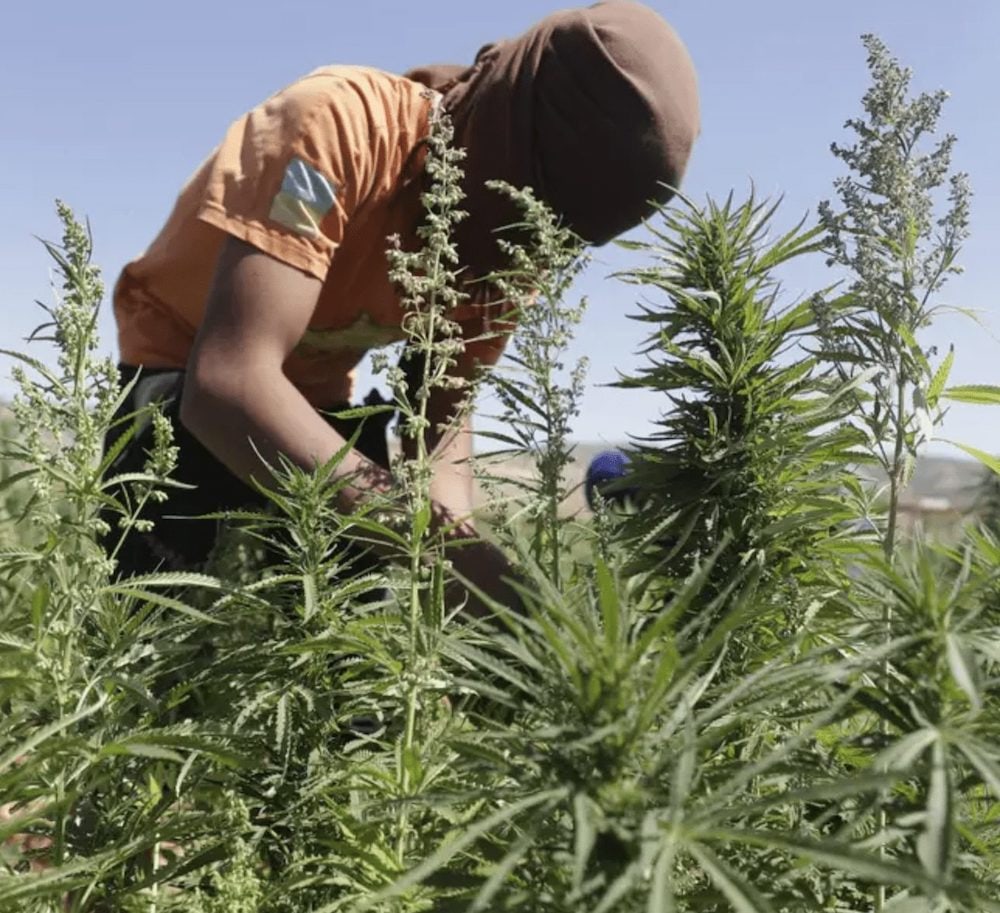 Lebanon Is Set To Become The First Arab Country To Legalise Medical Marijuana 1 Lebanon Becomes First Arab Country to Legalise Medical Marijuana