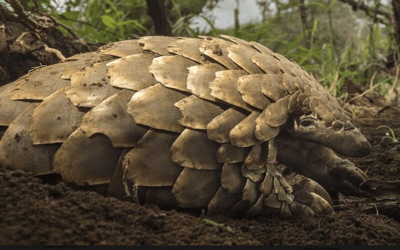 Back From Extinction: A World-First Effort To Return Threatened Pangolins To The Wild 1 Back from extinction: a world first effort to return threatened pangolins to the wild