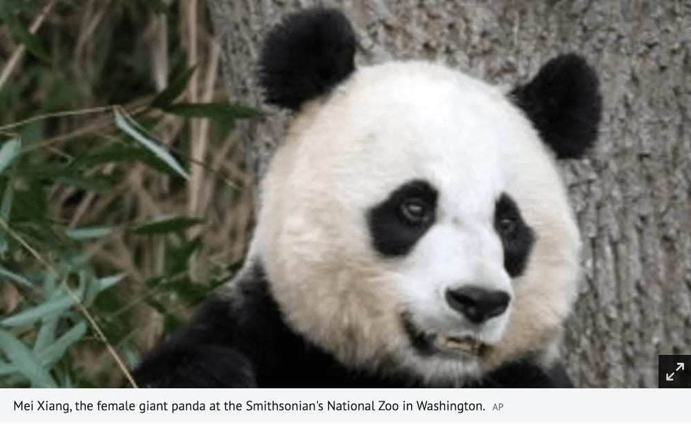 Giant Panda's Pregnancy Brings Cheer to US National Zoo 1 giant panda's pregnancy brings cheer to US National Zoo