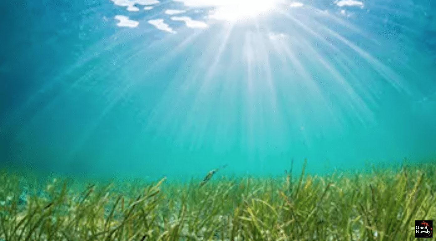 Seagrasses Restored to Virginia Bays are Flourishing