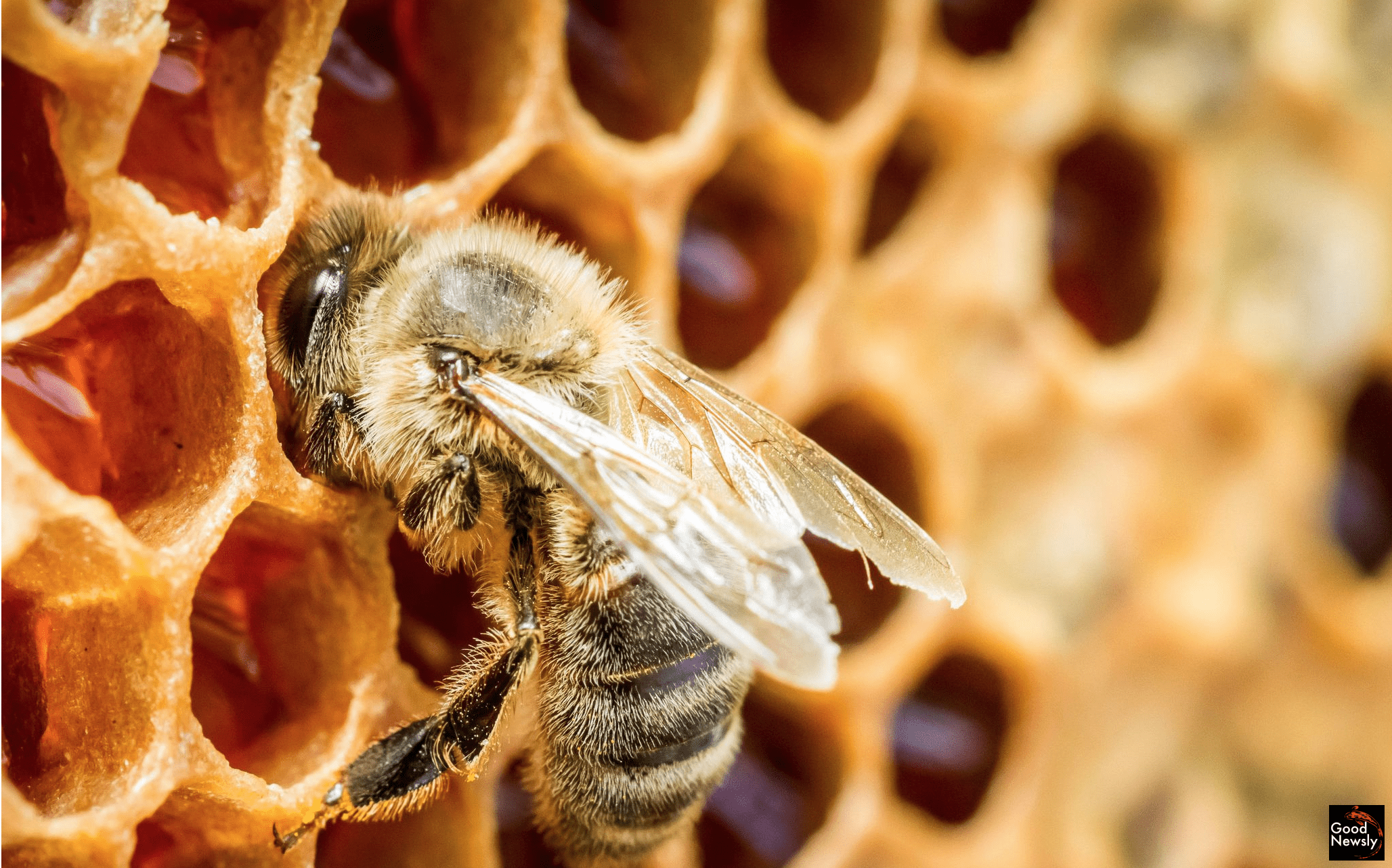 Honeybees Are Surprisingly Great At Math 1 Honeybees Are Surprisingly Great At Math