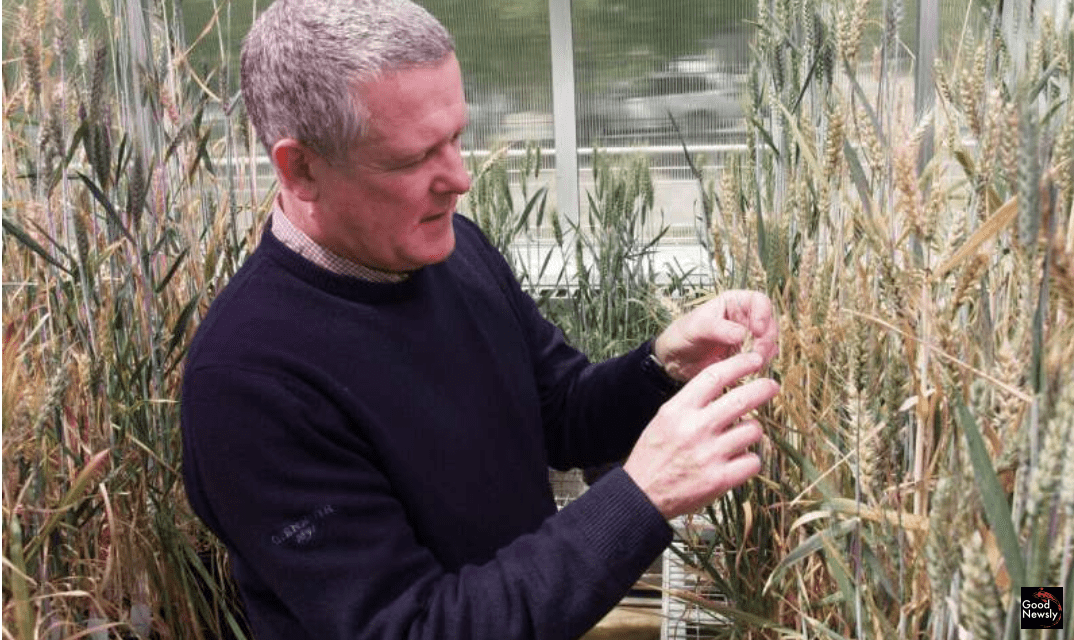 New Wheat And Barley Genomes will Help Feed the World