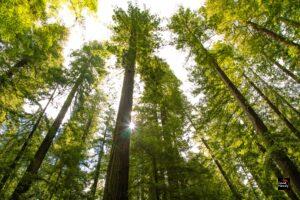 The Redwood Forest In California Was Returned To Native Tribes
