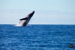 Iceland Will Ban Commercial Whaling