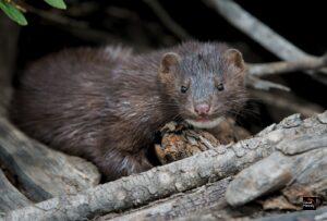 Norway Officially Bans Fur Farming