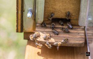 Scientists create superfood that could boost honeybee survival