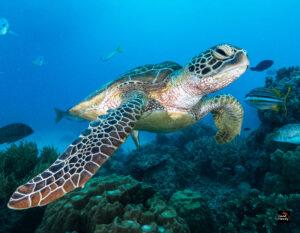 Green Turtles Make a Remarkable Comeback After Decades of Conservation Efforts