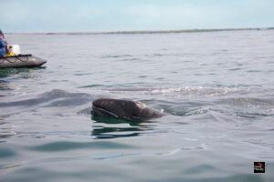 Rare Whale Species Spotted Alive After Years of Search
