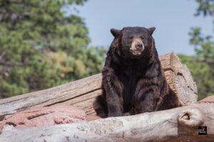 South Korea to Ban Bear Breeding and Bile Extraction