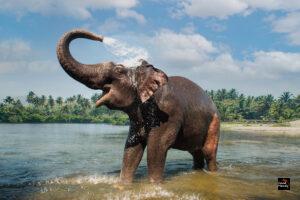 Elephant Rides Banned Nationwide in Indonesia Following Welfare Concerns