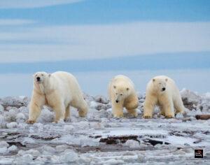 Polar bears in Svalbard are getting fatter and healthier despite sea ice loss