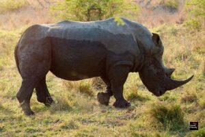 Uganda reintroduces rhinos to Kidepo park where they have been extinct since 1983