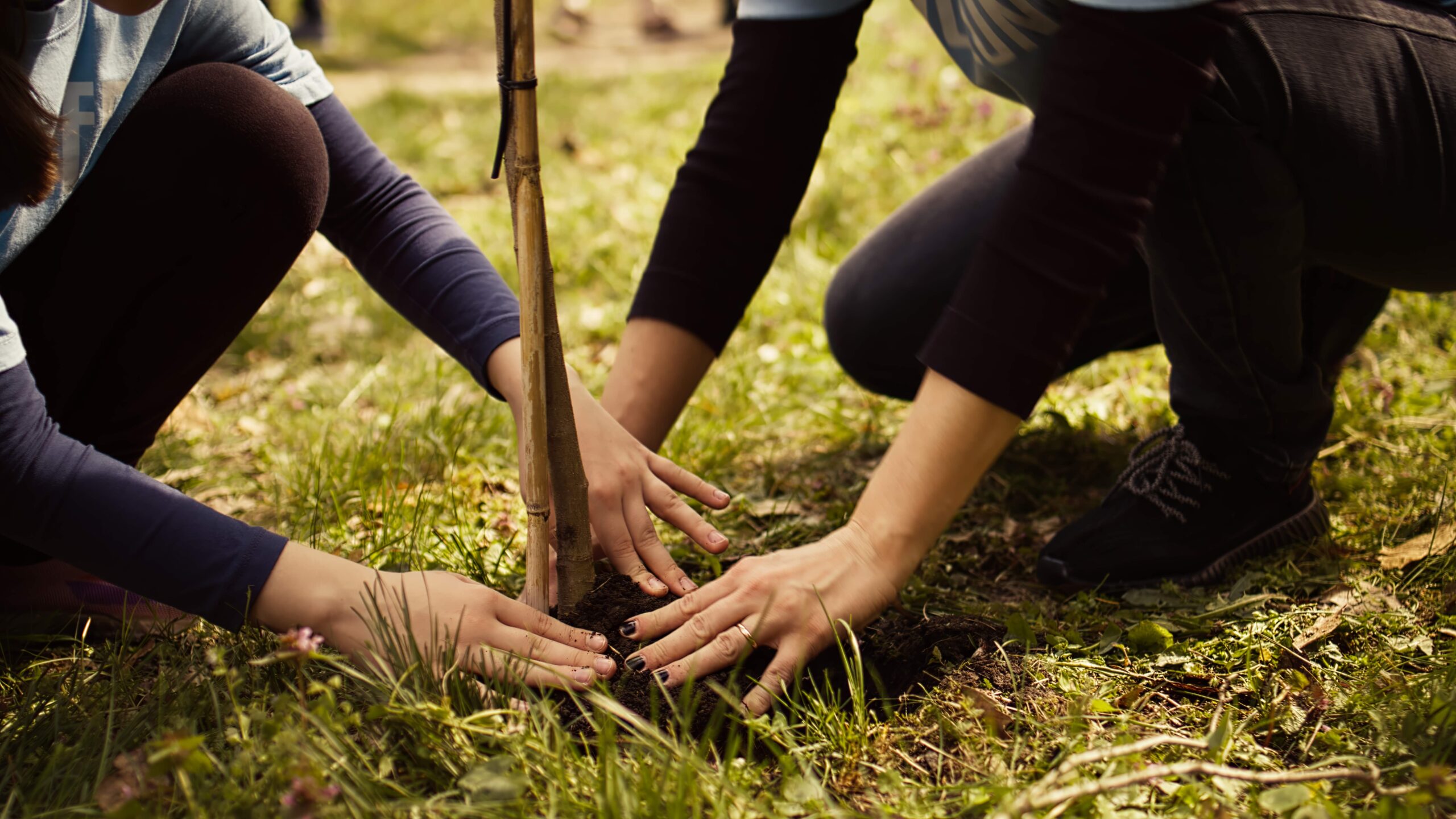 Volunteers Plant More Than 109,000 Trees in New Woodlands